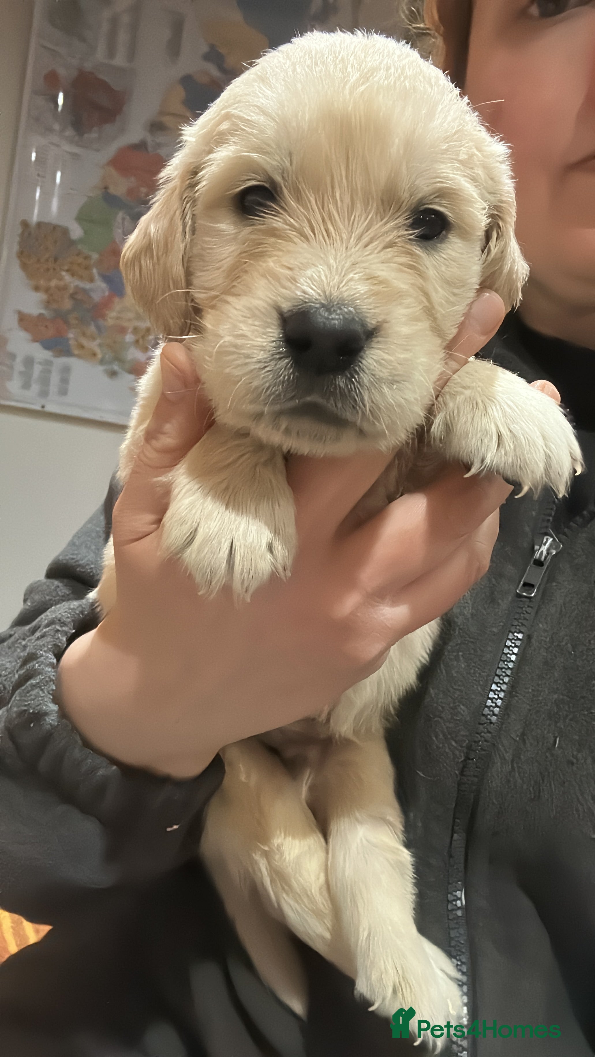 Golden Retriever dogs 35 GEN Champion Bloodline, Mum a Therapy Dog - Advert 4