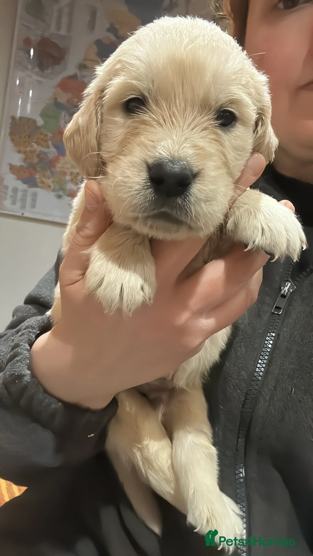 Golden Retriever dogs for sale: 35 GEN Champion Bloodline, Mum a Therapy Dog - Advert 1