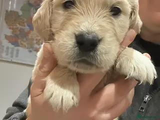 Golden Retriever dogs 35 GEN Champion Bloodline, Mum a Therapy Dog - Advert 4