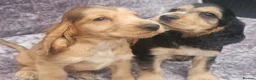 Cocker Spaniel dogs for sale: Show type cocker spaniel puppies stynning in Bolton - Advert 5