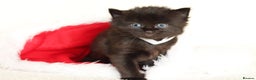 Mixed Breed cats for sale: Beautiful Kittens - Advert 11
