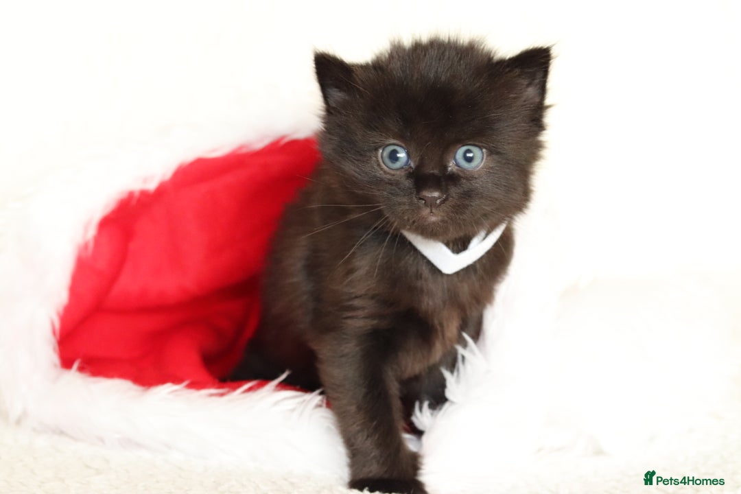 Mixed Breed cats for sale: Beautiful Kittens - Advert 11