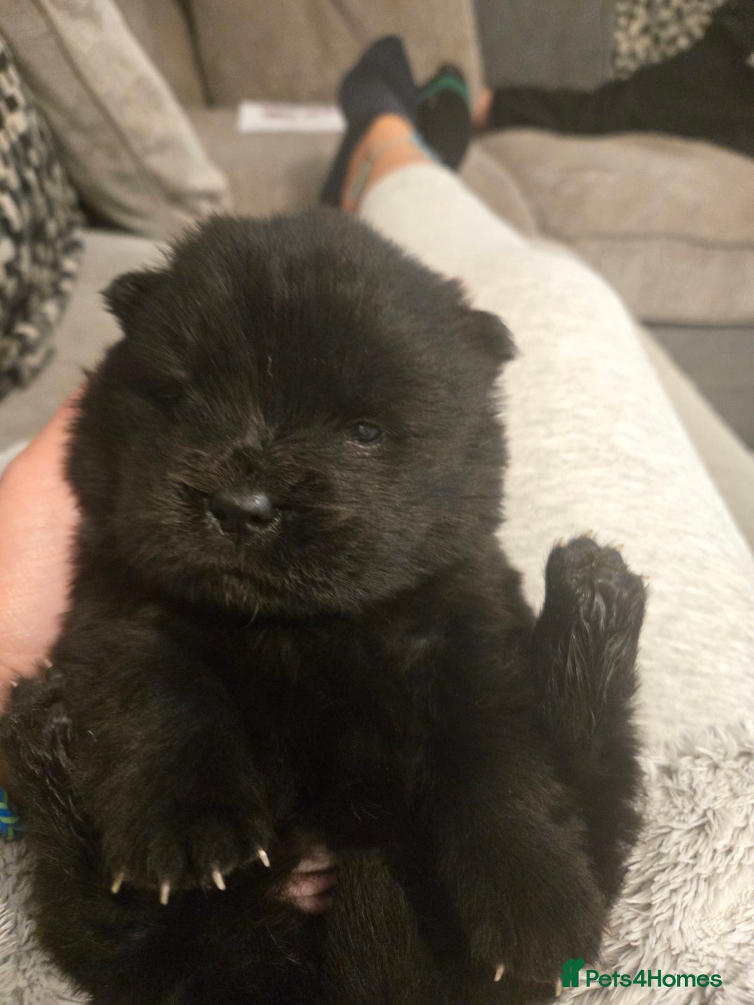 Chow Chow dogs for sale: Ready leave  **  EVE chocolate carrier CHOW CHOW - Advert 4