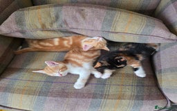 Mixed Breed cats for sale: 3 gorgeous kittens - Image 5