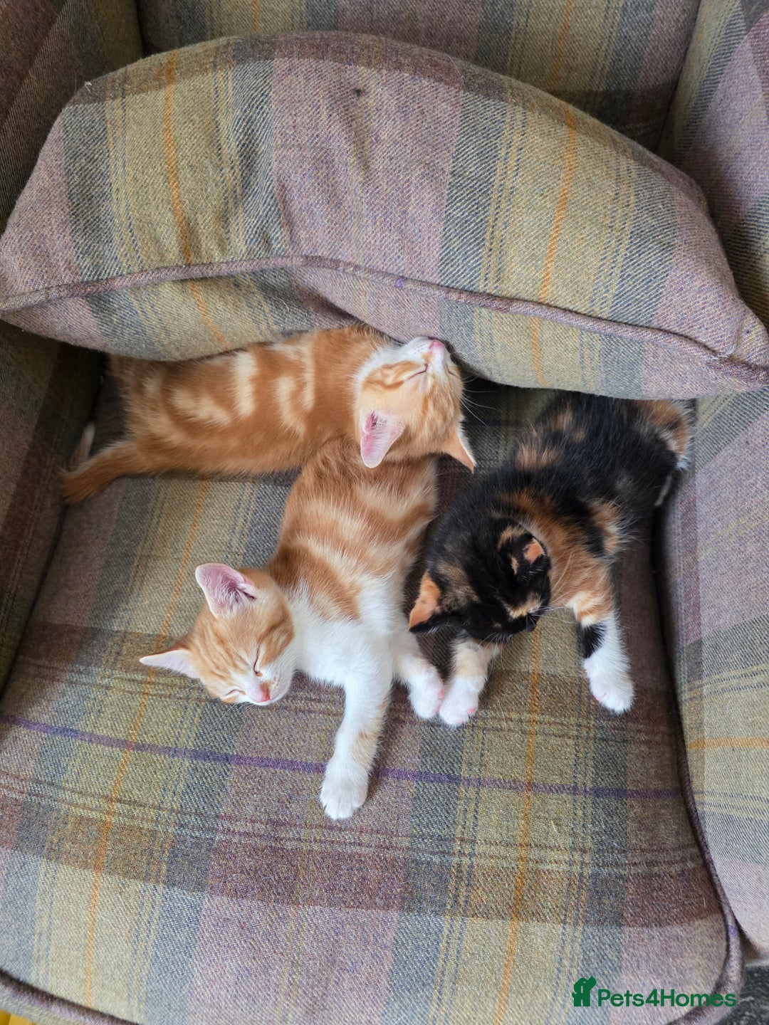 Mixed Breed cats for sale: 3 gorgeous kittens - Image 5