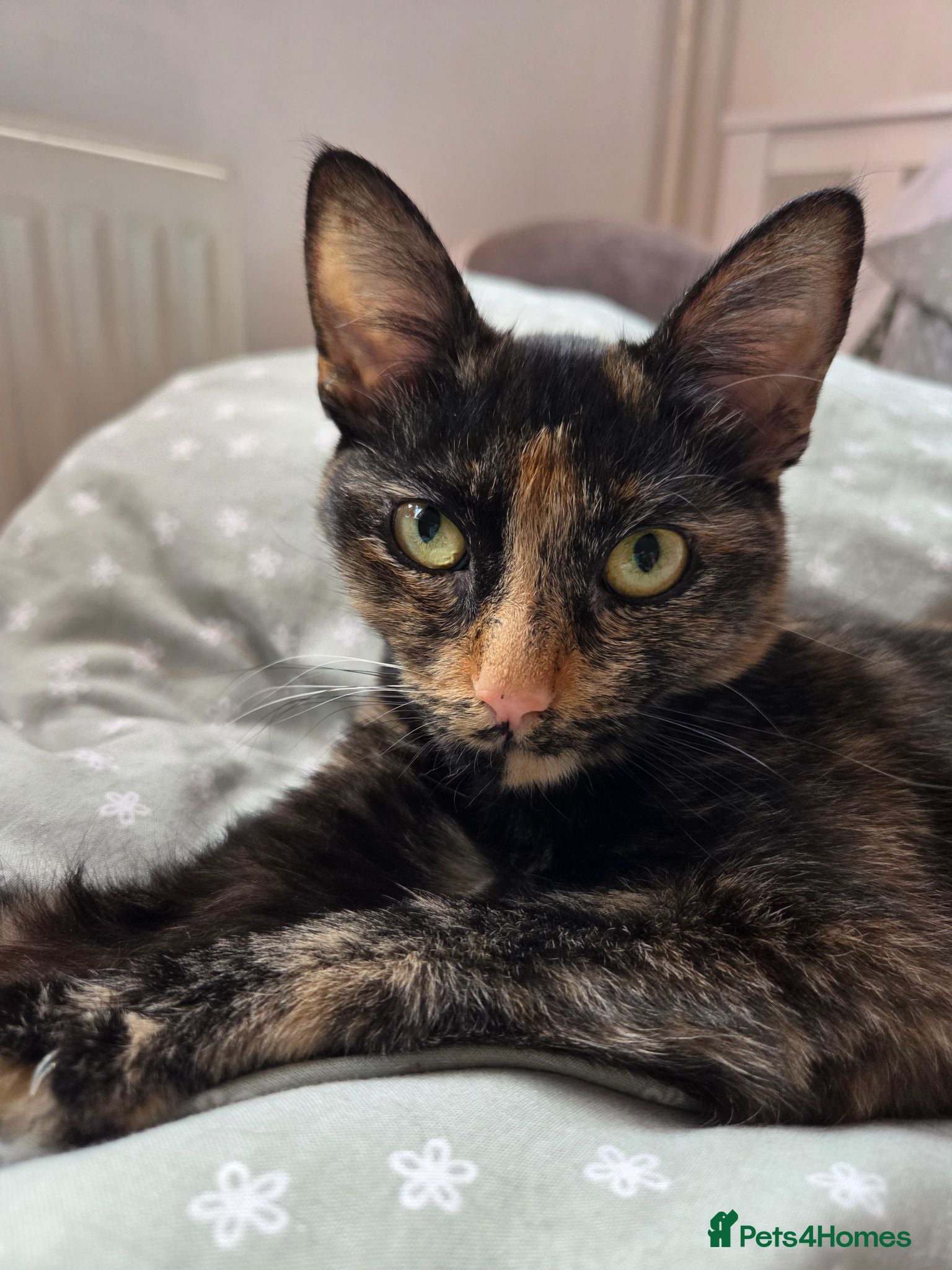 Mixed Breed cats Honey - Advert 1