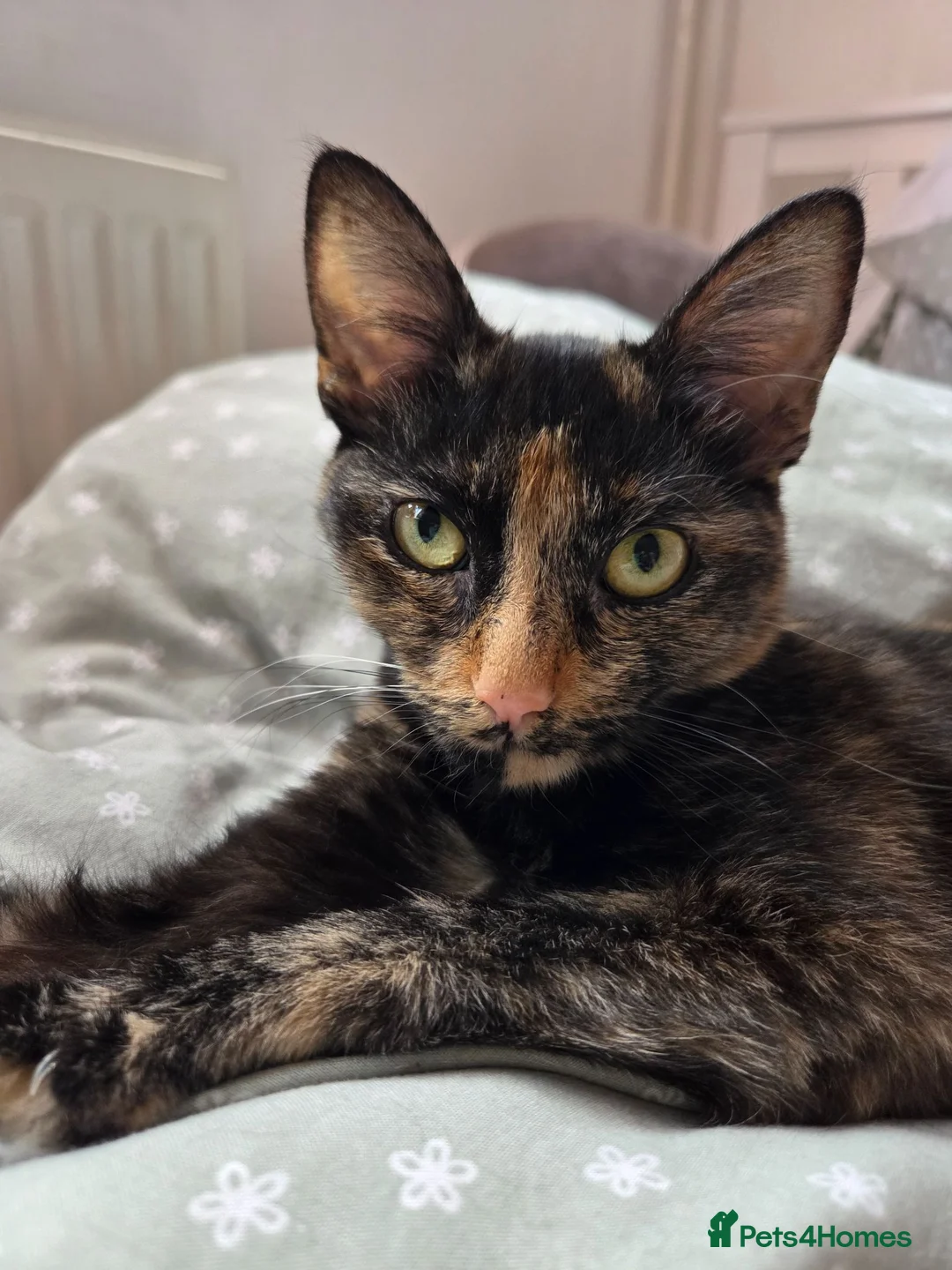 Mixed Breed cats for sale: Honey - Advert 1