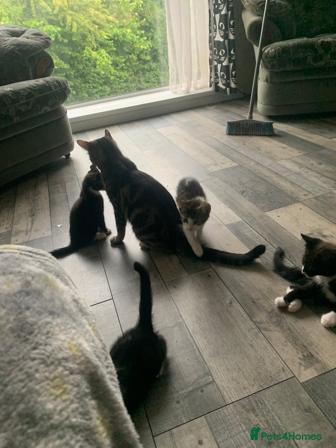 Domestic Shorthair cats for sale: 2 girls one boy!  - Image 2