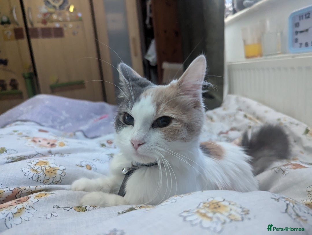 Maine Coon cats for sale: 5 Beautiful Maine Coon kittens available! 😻 - Image 28