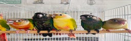 Conures birds for sale: Hand reared conures for sale  - Advert 32
