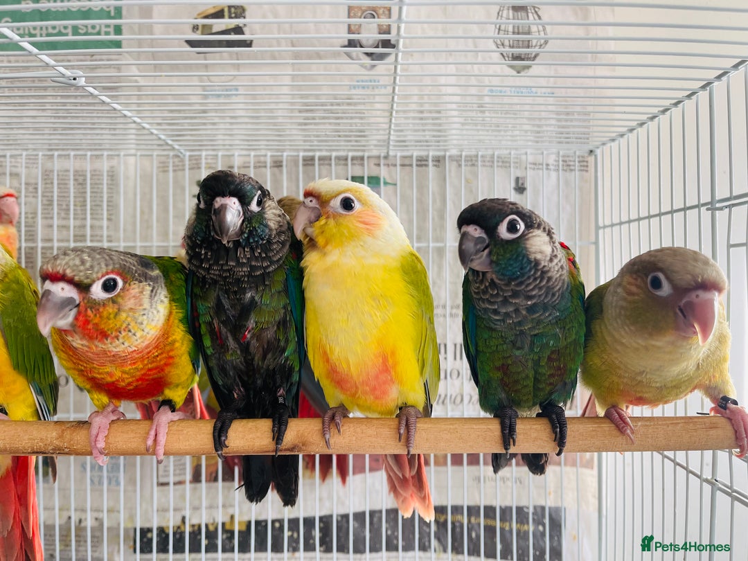 Conures birds for sale: Hand reared conures for sale  - Advert 32