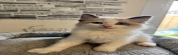 Ragdoll cats for sale: Stunning Ragdoll kittens - Advert 14