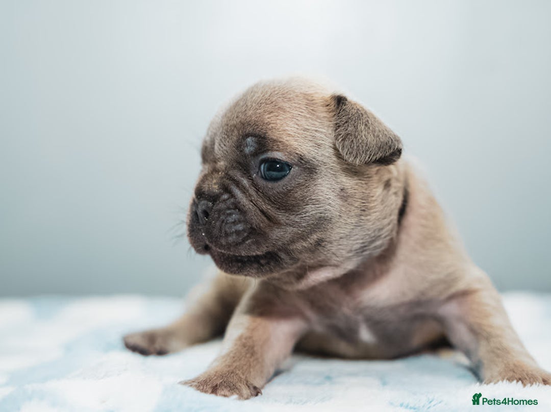 French Bulldog dogs for sale: 5 boys and 3 girls - DEPOSITS BEING TAKEN - Advert 13