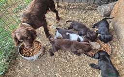 Sprocker dogs for sale: Beautiful Sprocker pups - Image 9