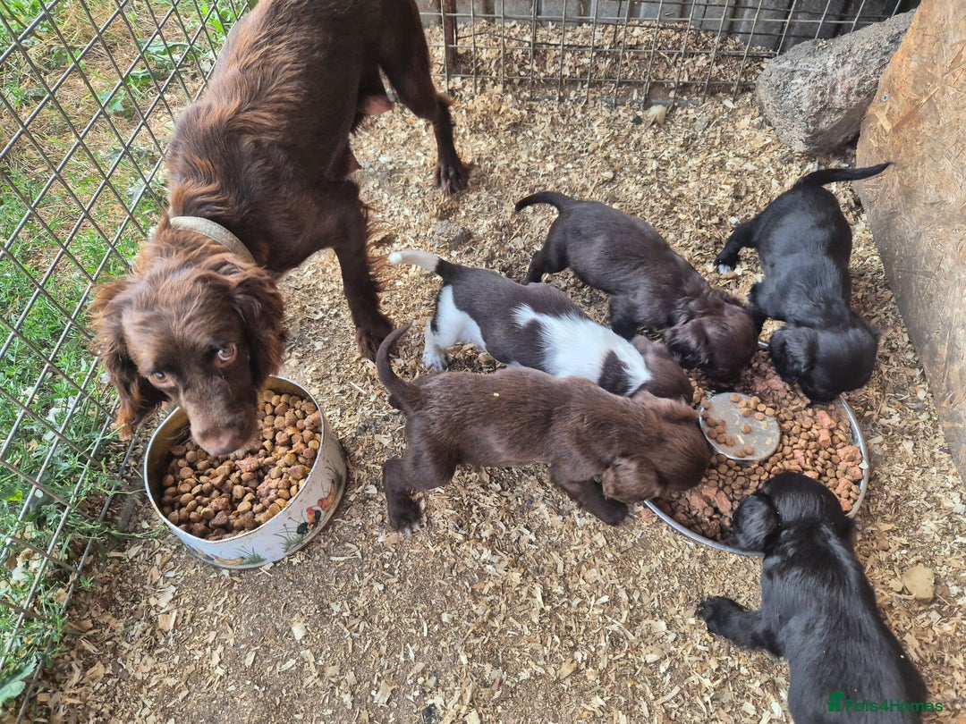 Sprocker dogs for sale: Beautiful Sprocker pups - Image 9