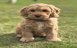 Australian Labradoodle dogs for sale: Australian Labradoodles RED&WHITE - Waiting list  - Image 21