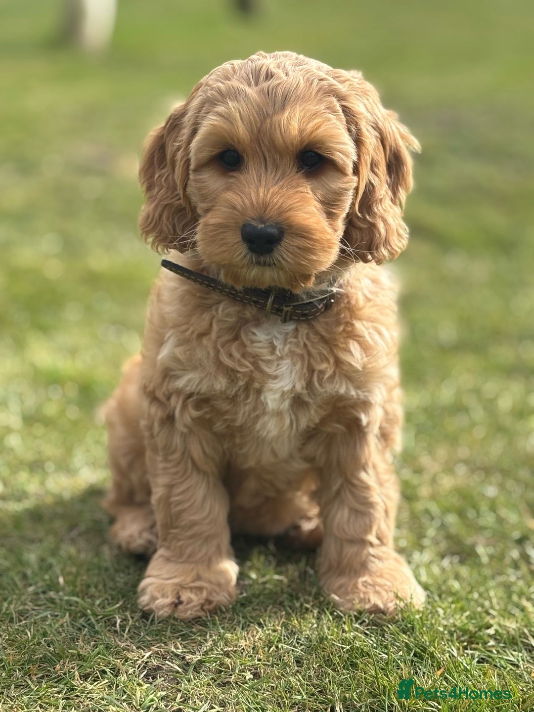 Australian Labradoodle dogs for sale: Australian Labradoodles RED&WHITE - Waiting list  - Image 21