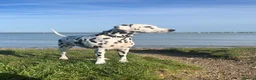 Dalmatian dogs for sale: Female deaf Dalmatian  in Southsea - Advert 7