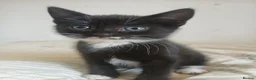 Mixed Breed cats for sale: Tuxedo/Tabby kittens 8 weeks old - Advert 14