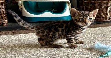 Bengal cats - Advert 9