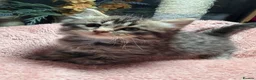 Mixed Breed cats for sale: 🌻Domestic Long-Haired Ready2Go🌻  - Advert 16