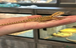 Bearded Dragon reptiles for sale: 60 Baby bearded dragons - Image 22
