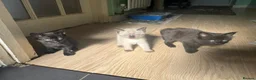 Mixed Breed cats for sale: 3 adorable female kittens - Advert 5