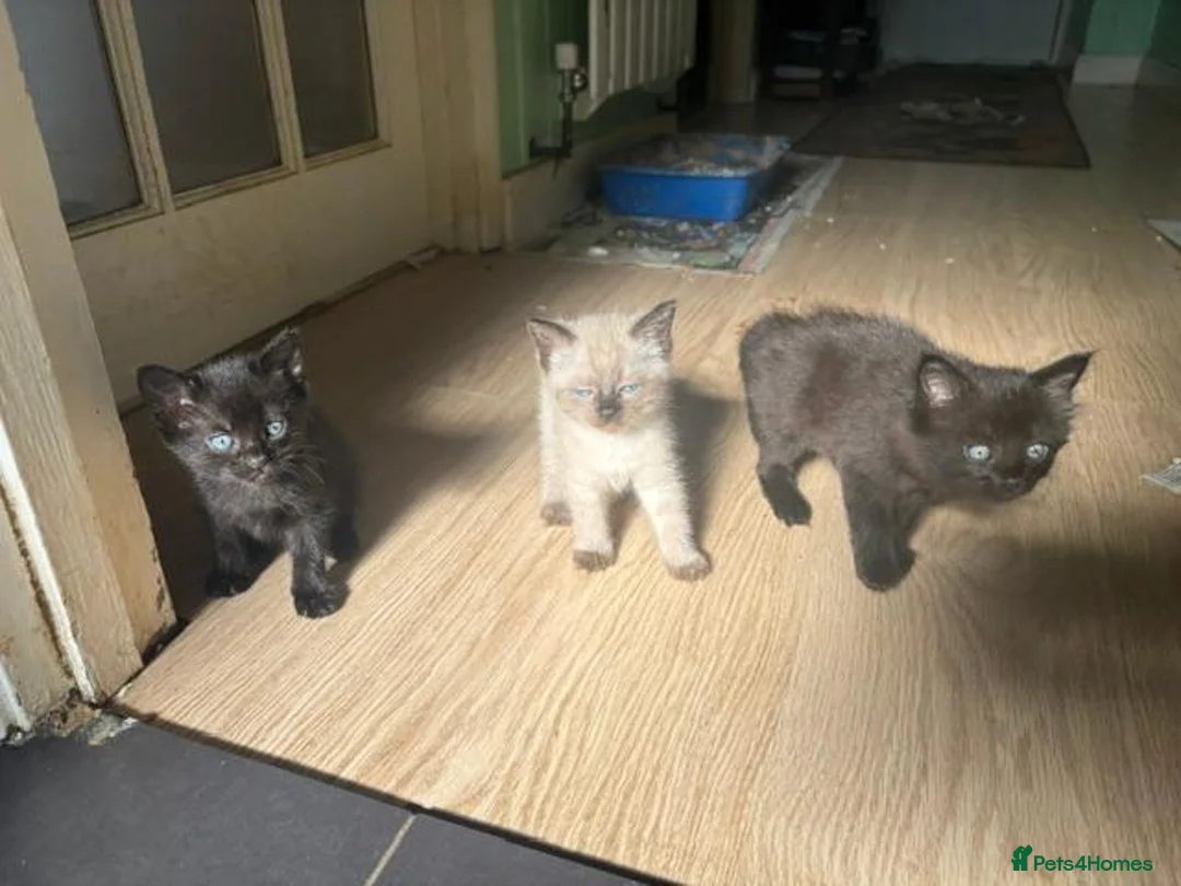 Mixed Breed cats for sale: 3 adorable female kittens - Advert 5