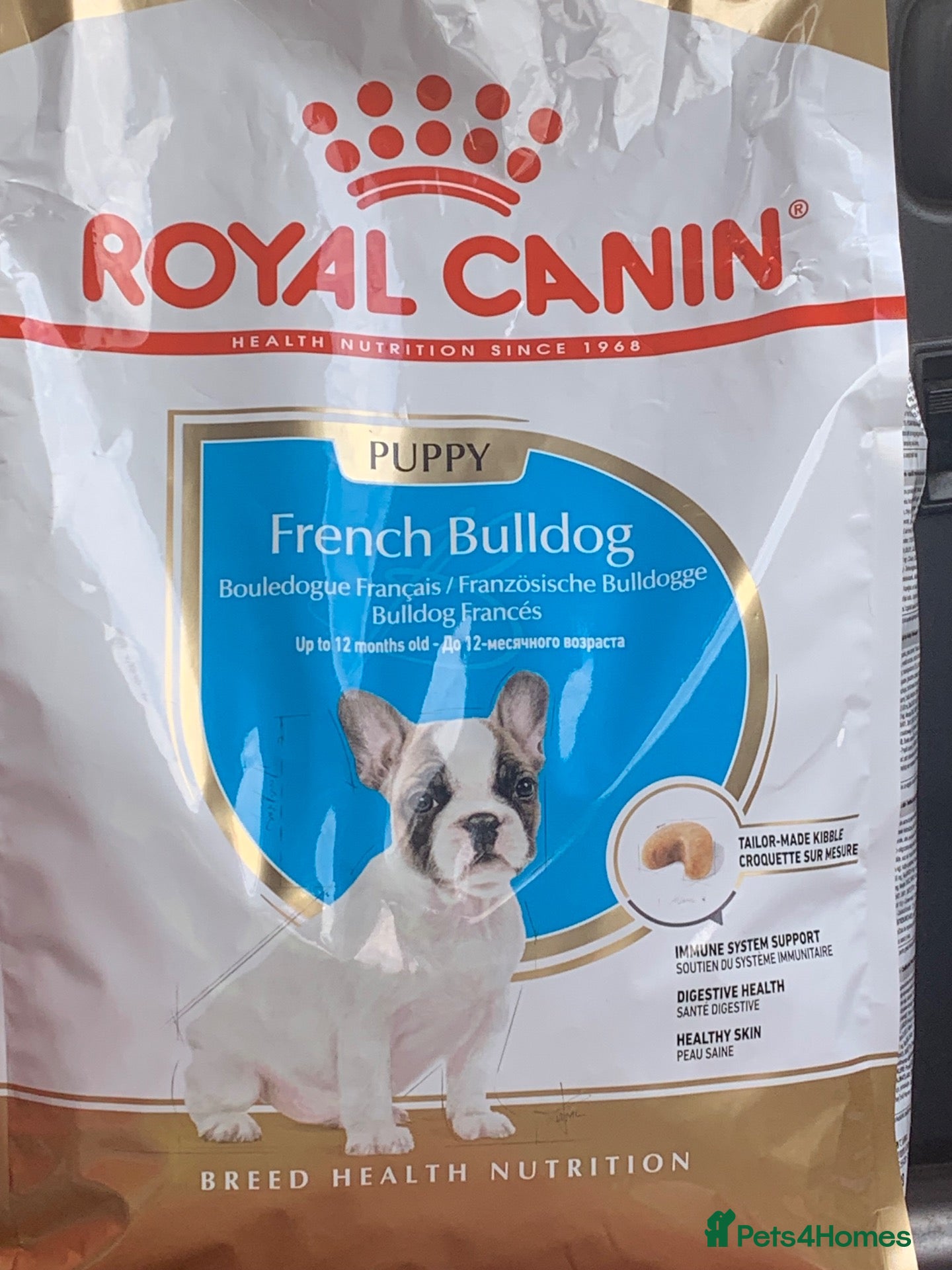 French Bulldog dogs QUALITY KC FRENCH BULLDOG PUPPIES  - Advert 2