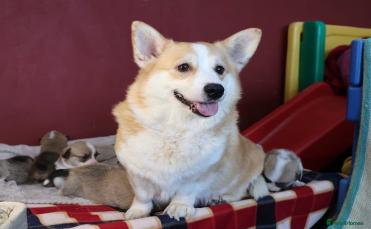 Welsh Corgi Pembroke dogs - Advert 3
