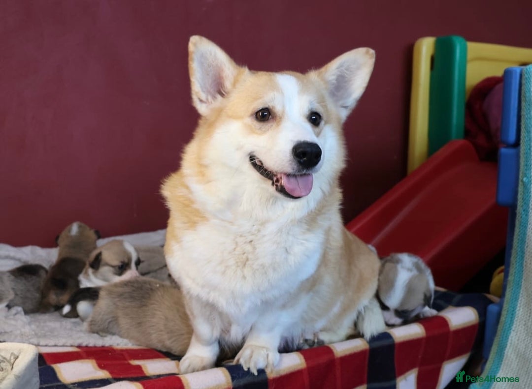Welsh Corgi Pembroke dogs for sale: Show quality puppies - Image 1