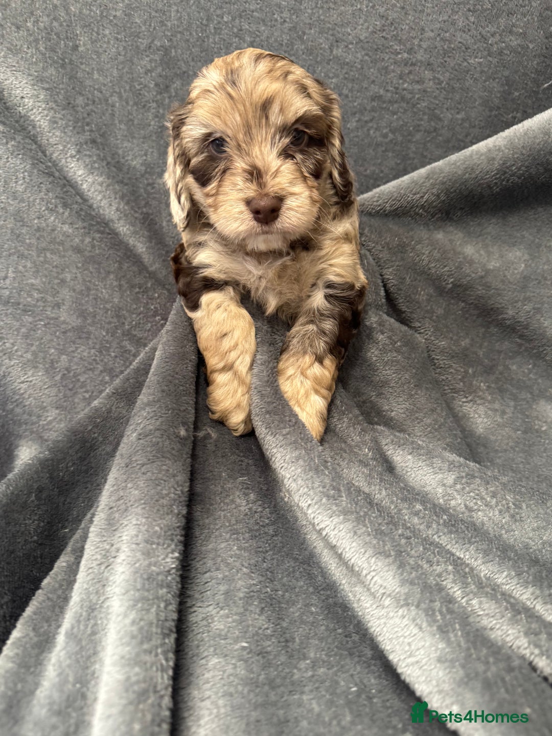 Cockapoo dogs for sale: STUNNING F1 Show Cockapoo Puppies  - Image 15