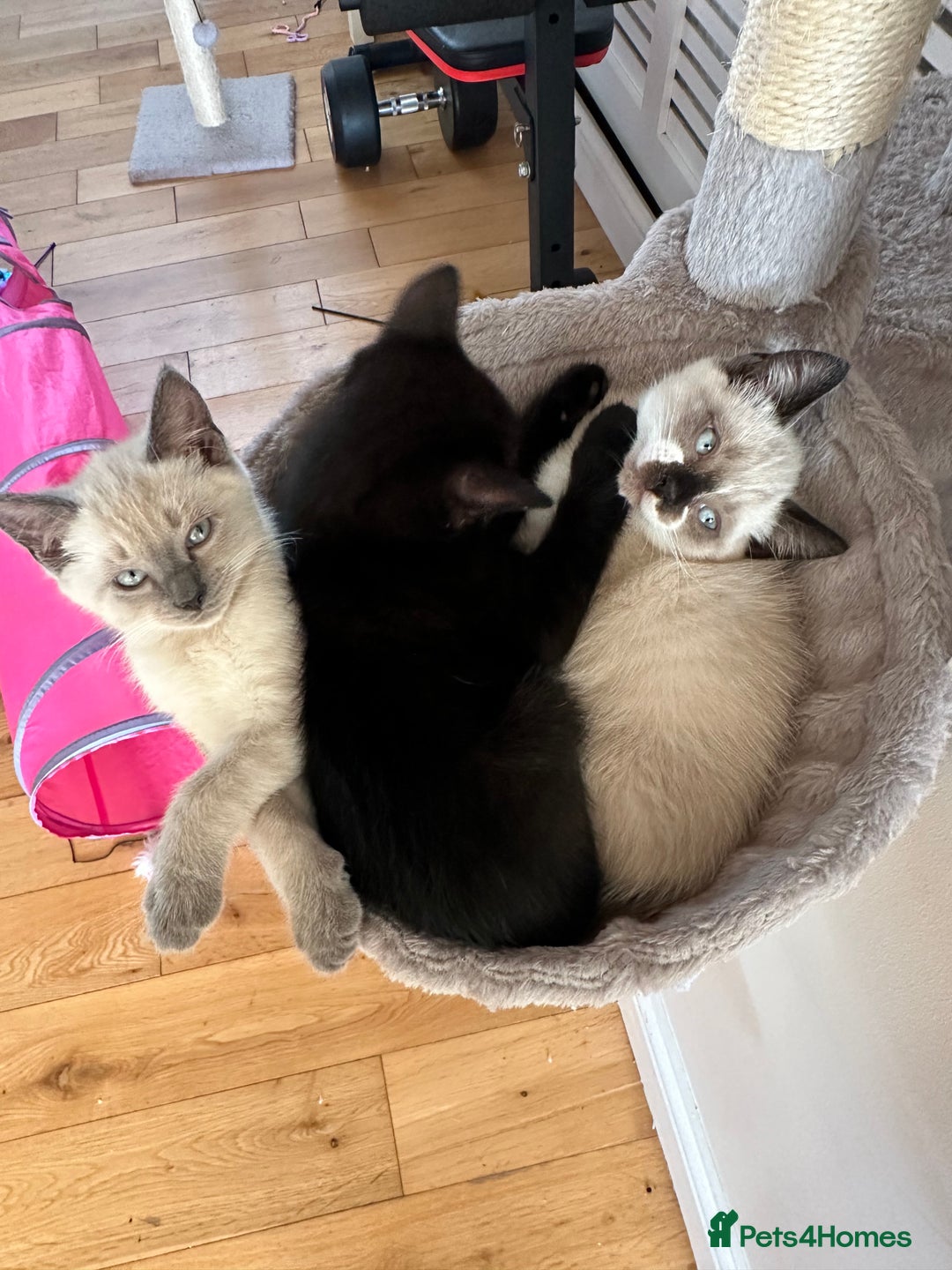 Ragdoll cats for sale: Ragdoll mix - Advert 5