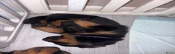 Rottweiler dogs for sale: Rottweiler puppies - Advert 14