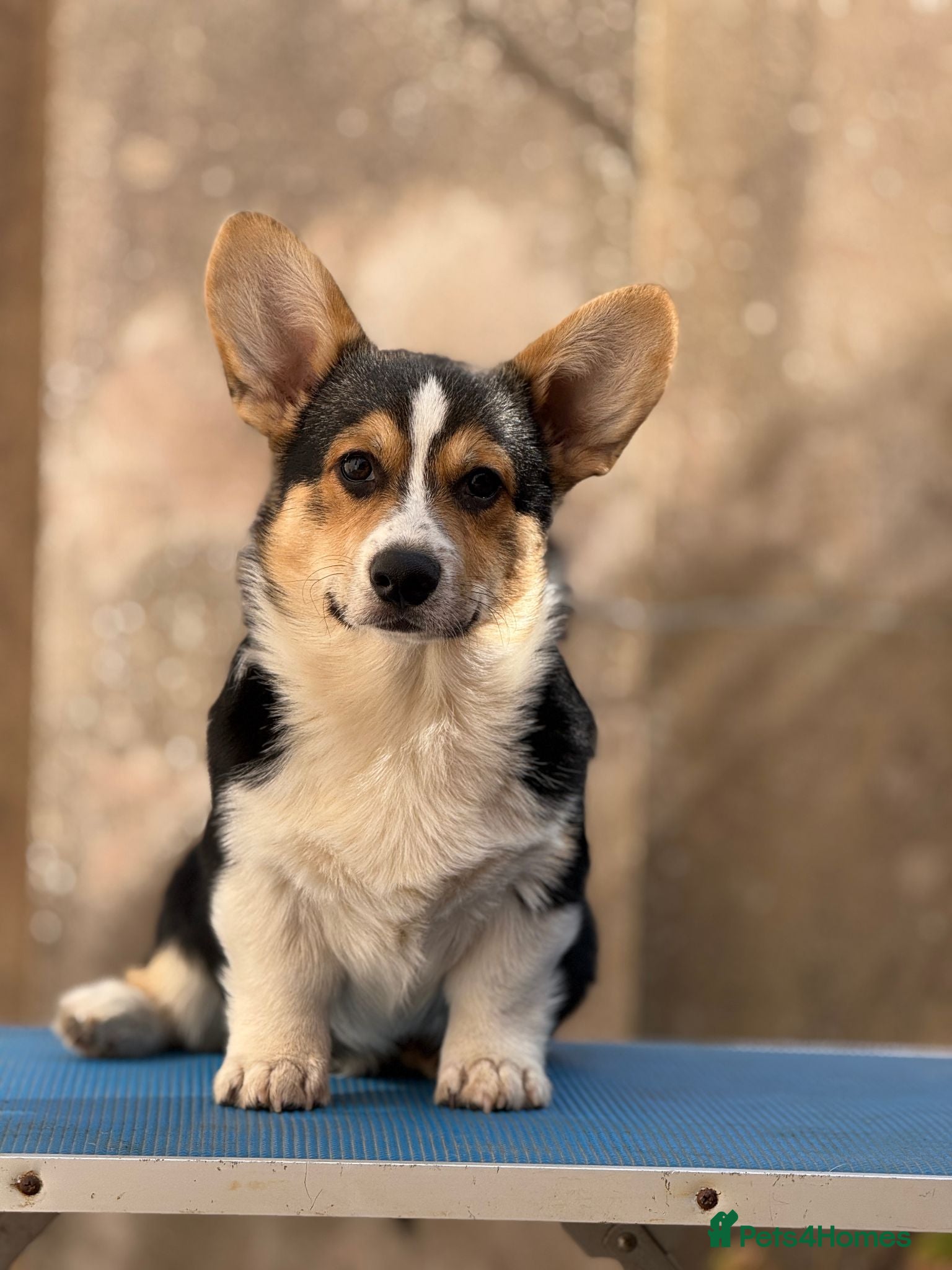 Welsh Corgi Pembroke dogs Quality Corgi pembroke  available for loving homes - Advert 9