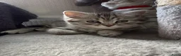 British Shorthair cats for sale: 2 females BSH left  - Advert 5