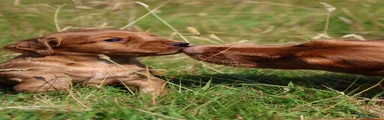 Cocker Spaniel 7