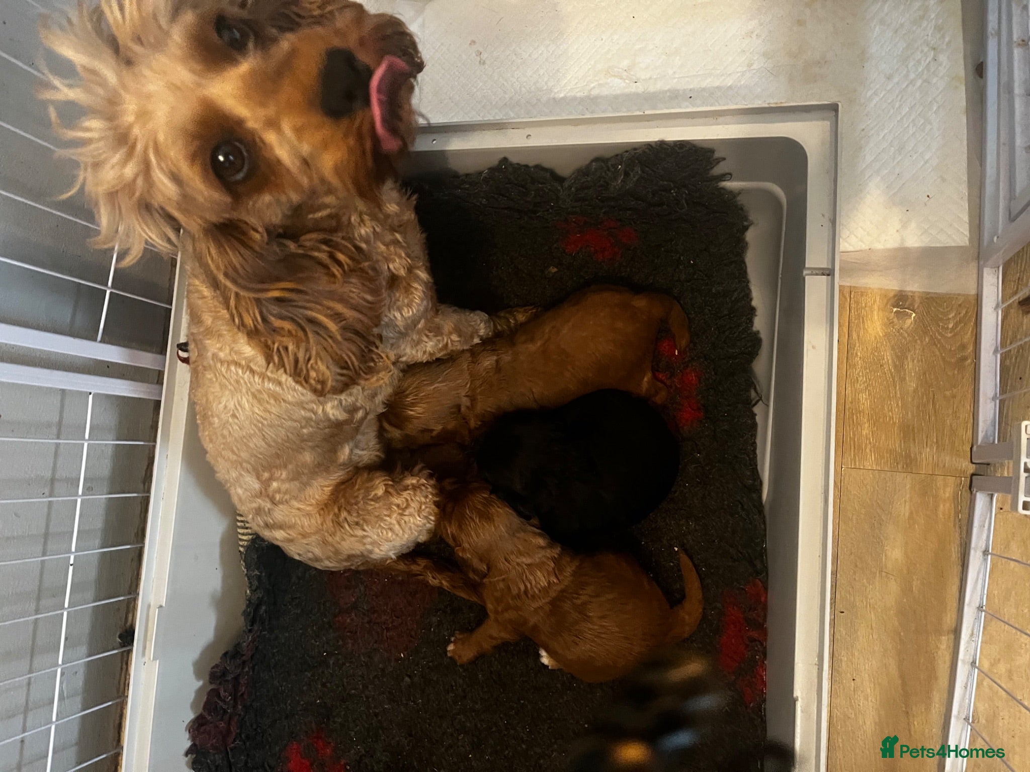 Cavapoo dogs 2 girls available  - Advert 1