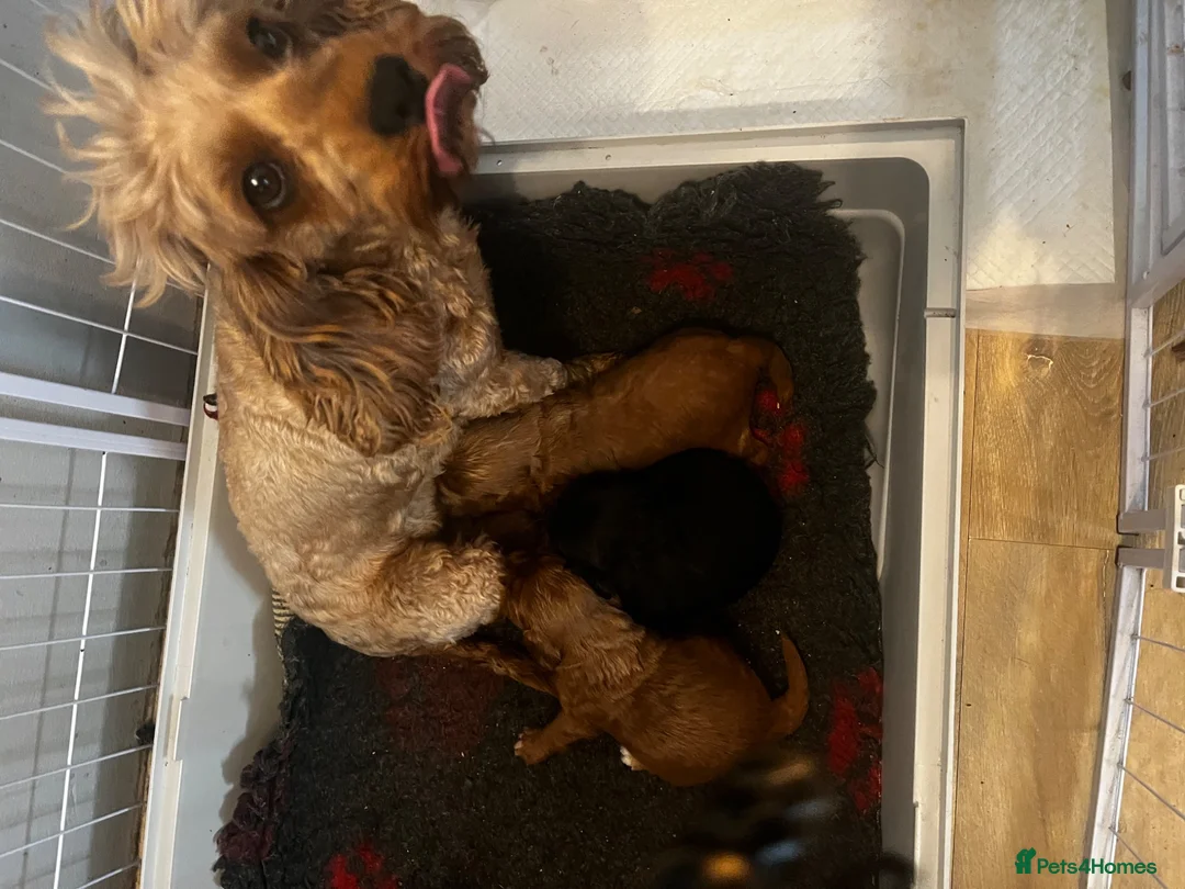 Cavapoo dogs for sale: 2 girls available  in Clacton-on-Sea - Advert 1