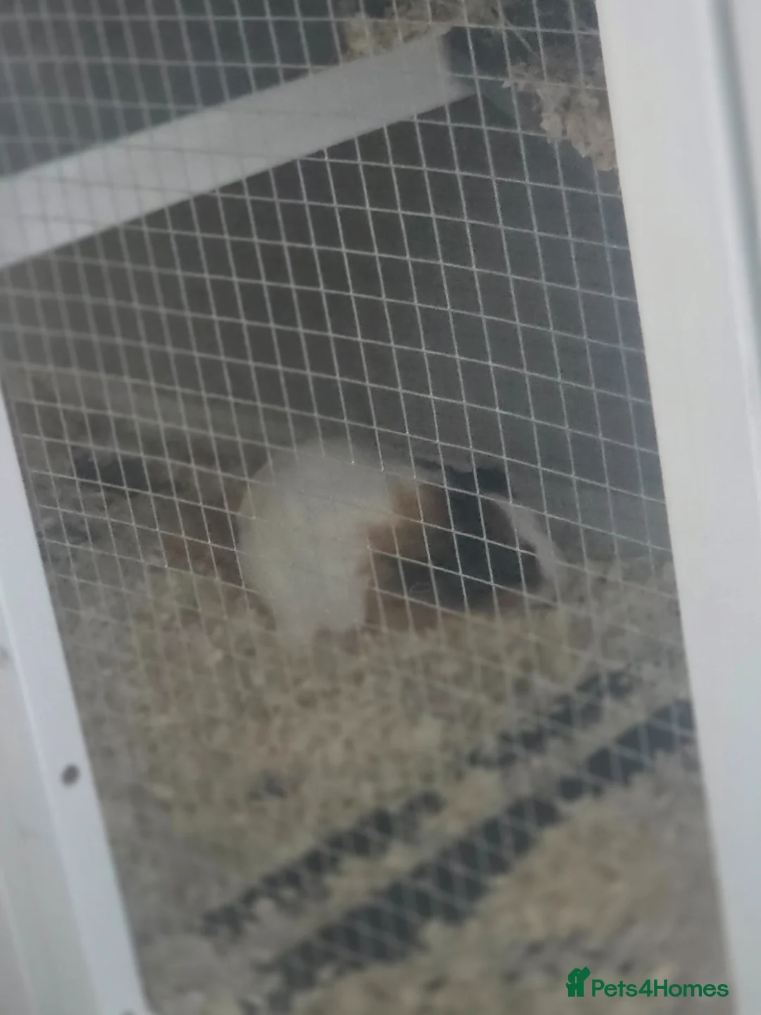Guinea Pig rodents for sale: Guinea pig for sale  - Advert 1