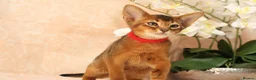 Abyssinian cats for sale: LAST 2 BOYS 💙😻Abyssinian kittens  - Advert 7