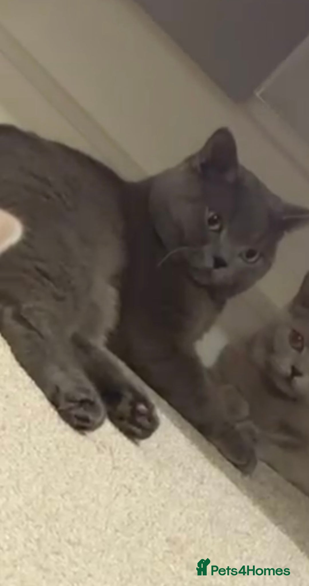 British Shorthair cats for sale:  British Shorthair Kittens – Ready Feb 2026 🐾 - Advert 9