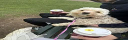 Mixed Breed dogs for sale: Beautiful Cockapoo x Jackapoo Puppies - Advert 2