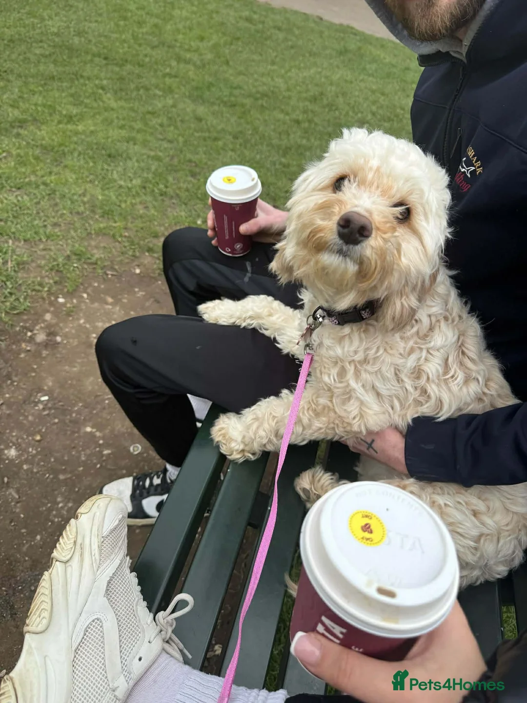 Mixed Breed dogs for sale: Beautiful Cockapoo x Jackapoo Puppies - Advert 2
