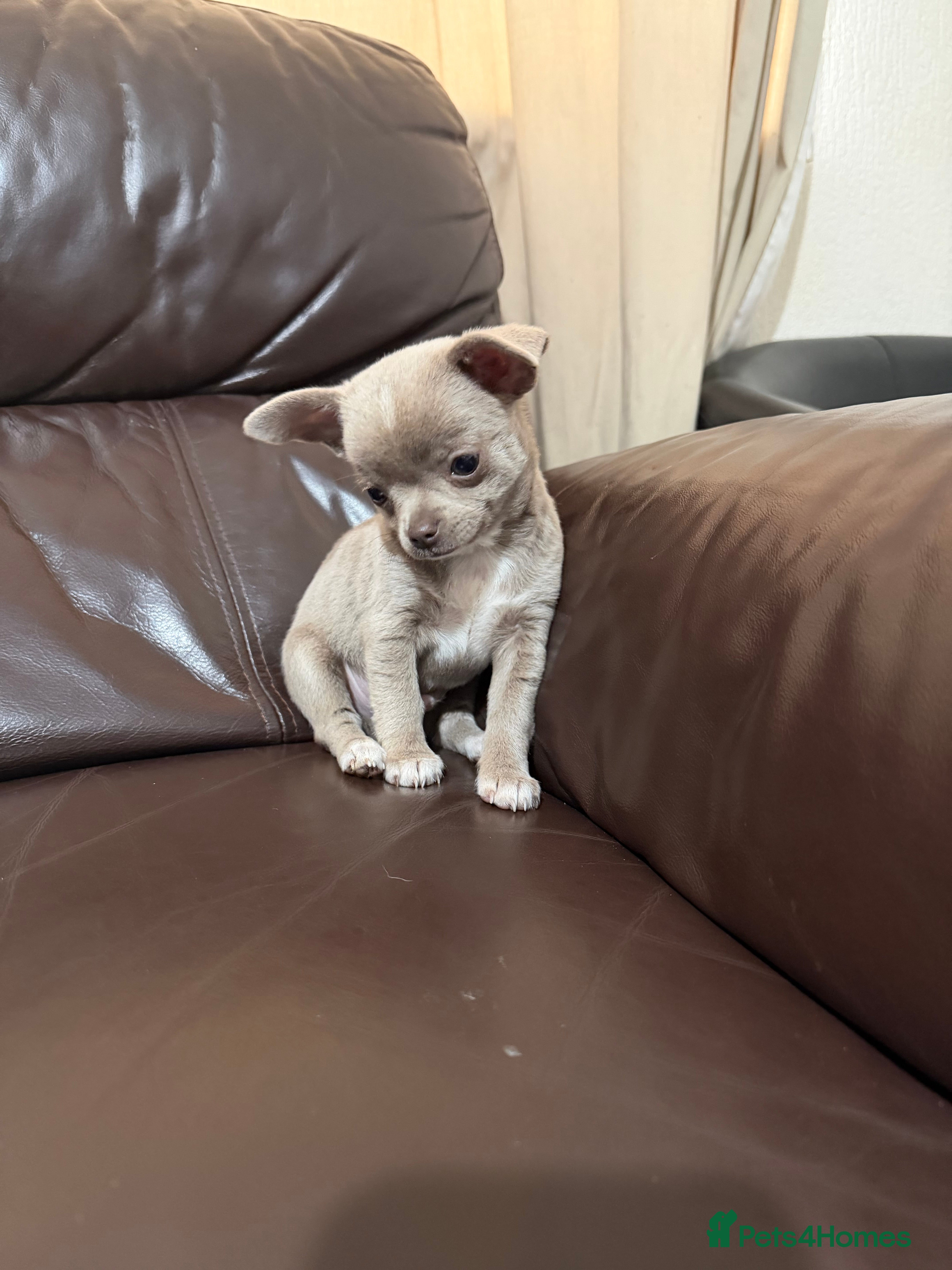 Chihuahua dogs Lilac chihuahua puppies for sale  3male 1 female  - Advert 2