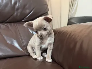 Chihuahua dogs Lilac chihuahua puppies for sale 3male 1 female - Advert 2