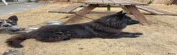 German Shepherd dogs for stud: Stunning Long-Haired Black German Shepherd Stud - Advert 4