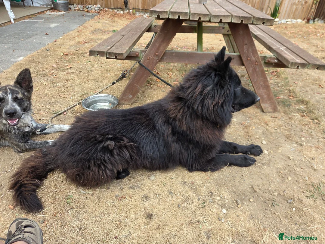 German Shepherd dogs for stud: Stunning Long-Haired Black German Shepherd Stud - Advert 4