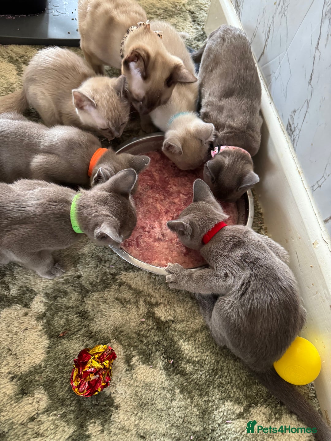 Burmese cats for sale: Burmese kittens for sale  - Image 8