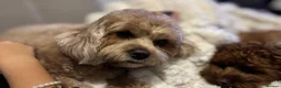 Cavapoo dogs for sale: Cavapoo F1B Beautiful puppies Due 20th June  - Advert 22